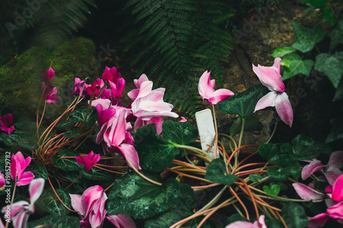 Cyclamen close up in spring forest photo