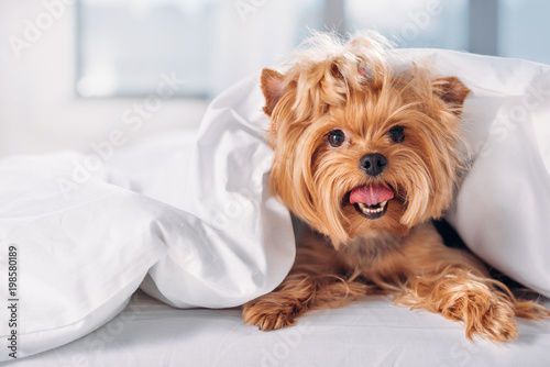 Photography close up view of cute little yorkshire terrier lying on bed covered with blanket