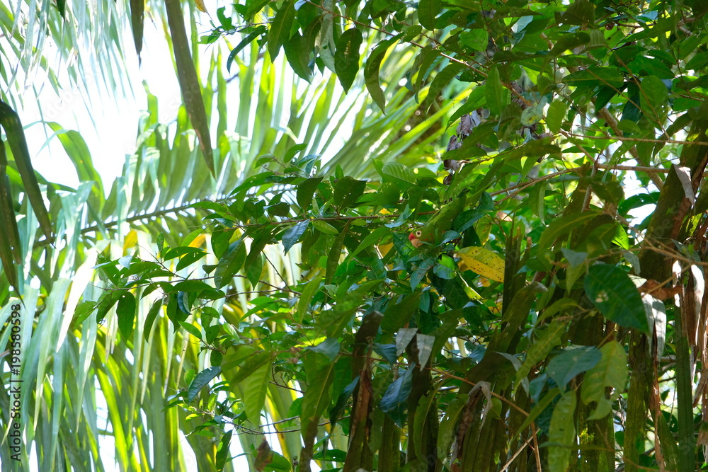 Green jungle of Costa rica Green jungle of Costa rica