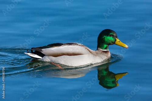 mirorred male mallard duck (anas platyrhynchos) swimming in blue water photo