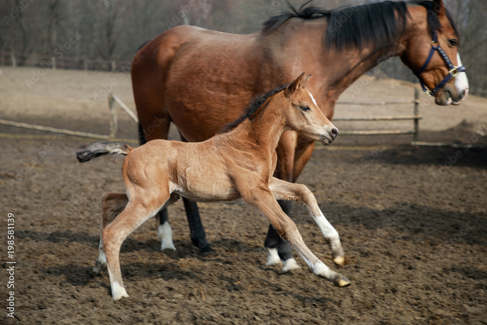 The foal with its mothers is running on the meadow The foal with its mothers is running on the meadow