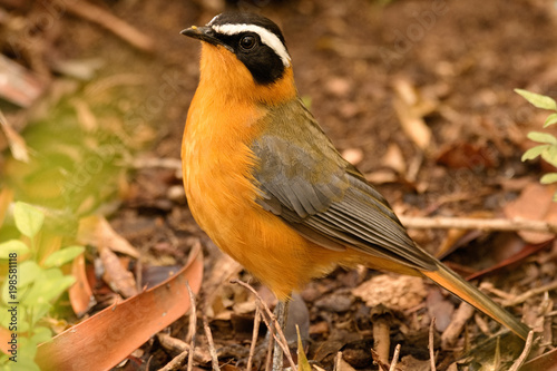 White-browed Robin-Chat foraging amongst the leaf litter for food photo