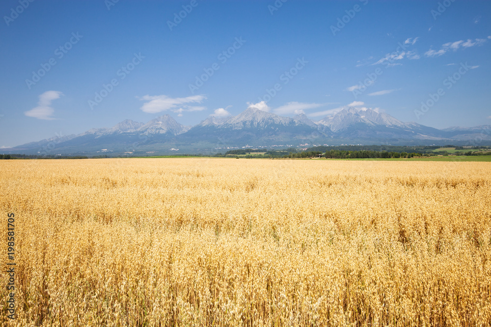 Golden wheat field with blue sky and clouds at sunny day in summer. Mountains on the background