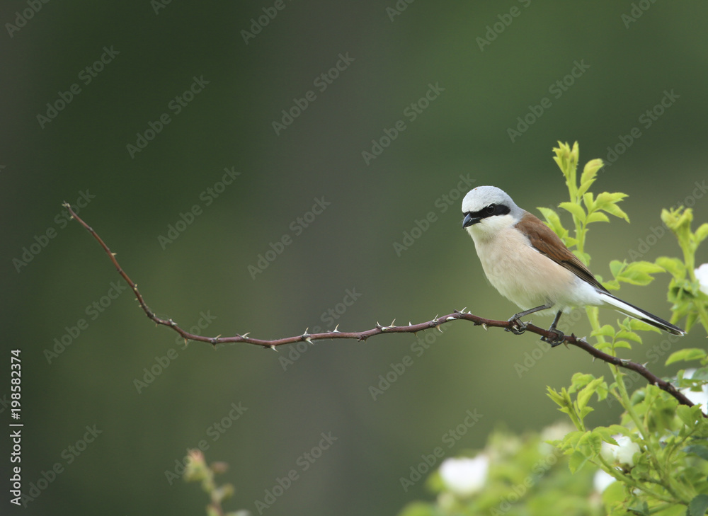 Naklejka premium pie grièche écorcheur