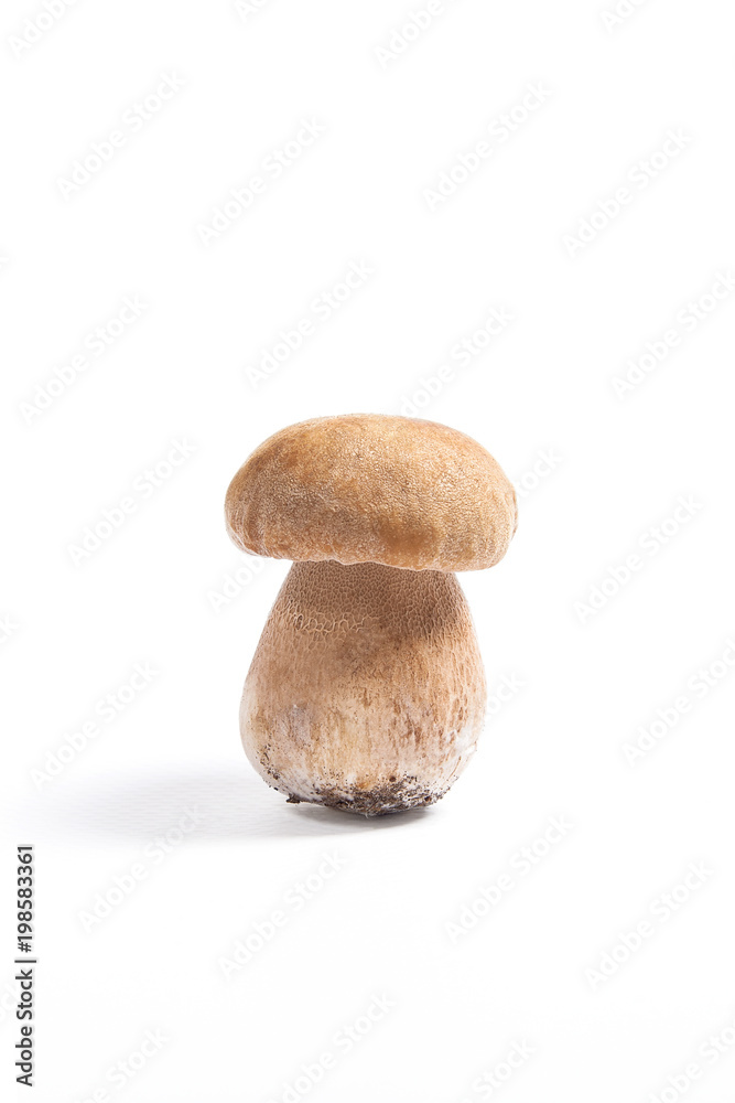 Single Porcini mushroom known as boletus edulis isolated on white background. Single Porcini mushroom known as boletus edulis isolated on white background.
