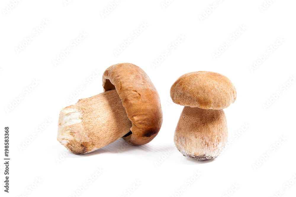 Two porcini mushroom known as boletus edulis isolated on white background. Two porcini mushroom known as boletus edulis isolated on white background.