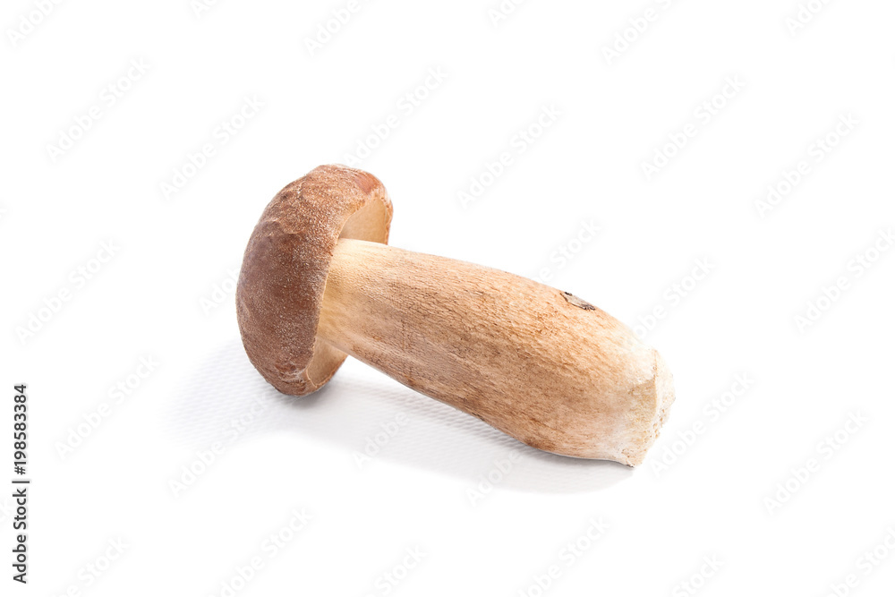Single Porcini mushroom known as boletus edulis isolated on white background. Single Porcini mushroom known as boletus edulis isolated on white background.
