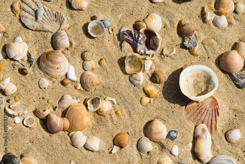 SHELLS ON A BEACH IN SOUTH OF SPAIN