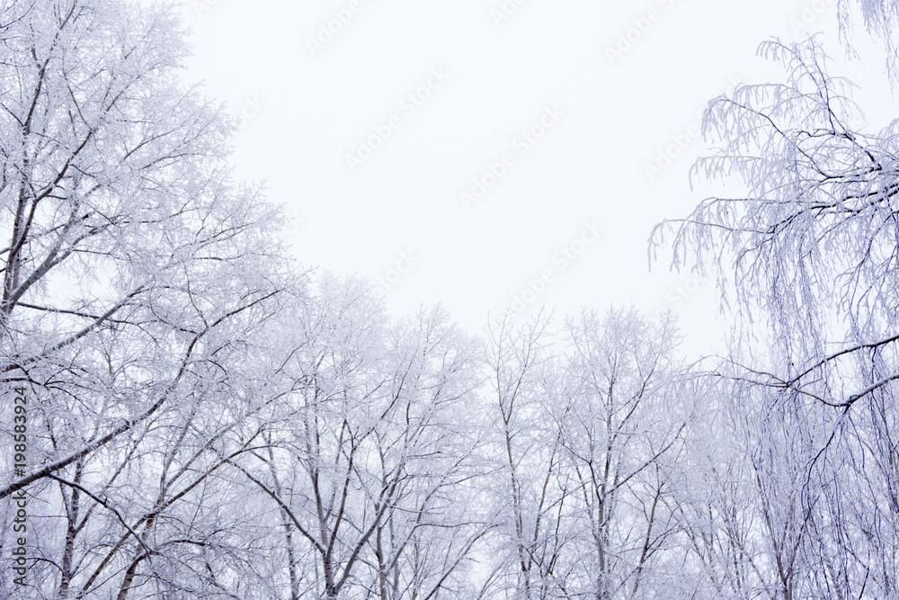 Obraz premium Russian winter park pattern peaceful pure rural .