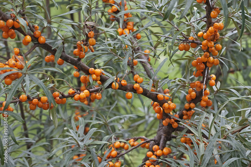Common see buckthorn (Hippophae rhamnoides). Known also as Seaberry.