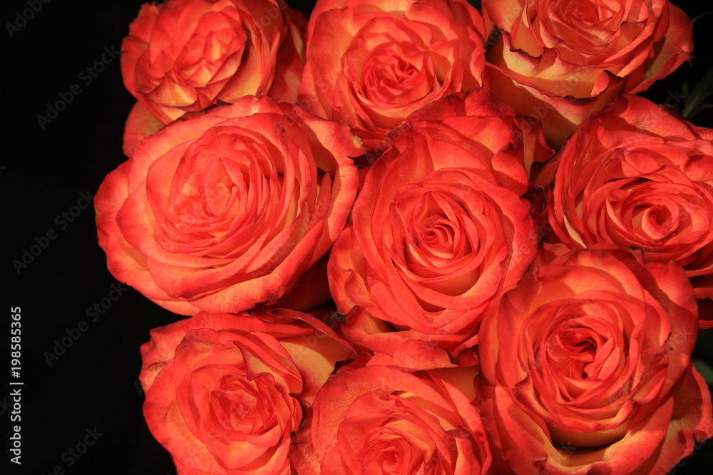 Bouquet of wonderful pink Roses against black Background Bouquet of wonderful pink Roses against black Background