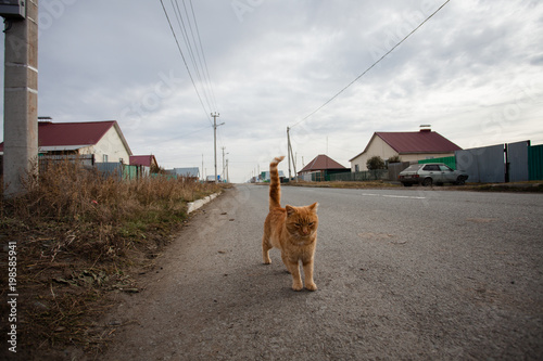Рыжий кот на улице © Lidia_Lo