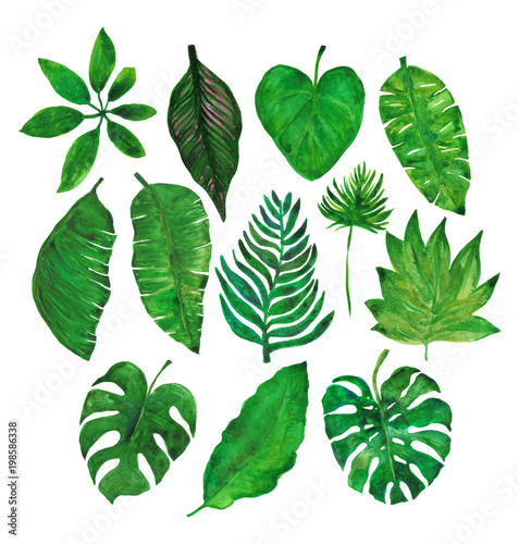 Summer collection watercolor hand drawn tropical leaves
