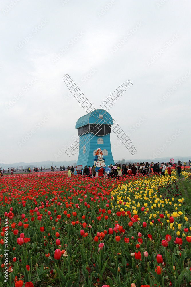 The wild tulip landscape of dongting.  