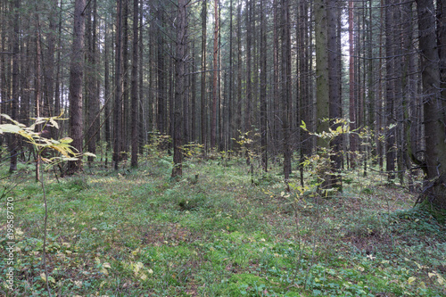 Sunlit Spruce Tree Forest mist national reserve .
