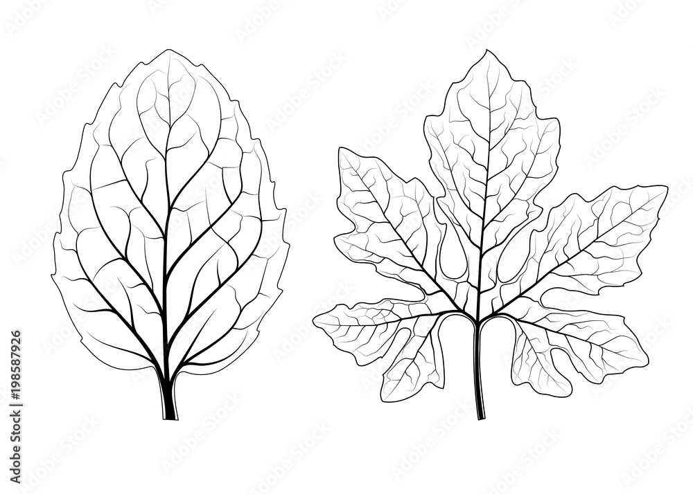 Obraz filigree of leaf
