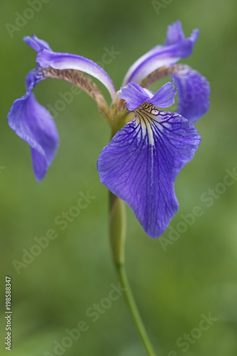 Fototapeta Naklejka Na Ścianę i Meble -  Beachhead iris (Iris setosa). Known also as Bristle-pointed iris.
