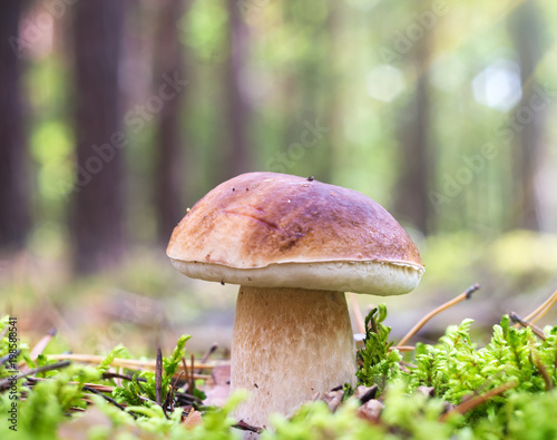 edible mushroom in autumn forest