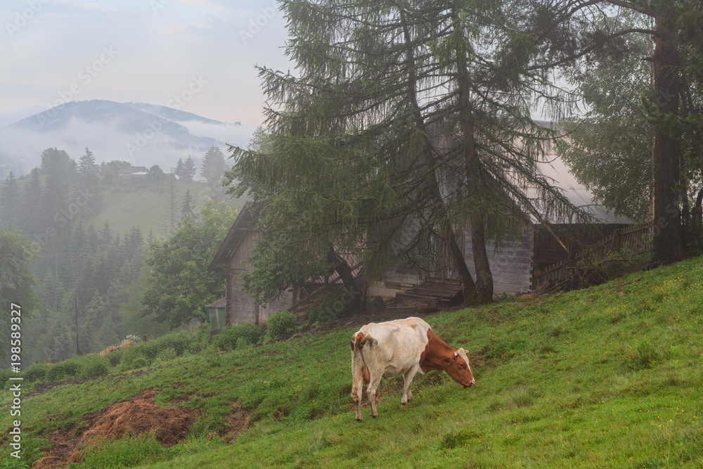 Cow grazes in the morning on the pasture in the background of the mist-covered mountains. Nature