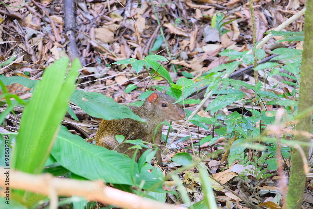 Agoutis of Costa Rica Agoutis of Costa Rica