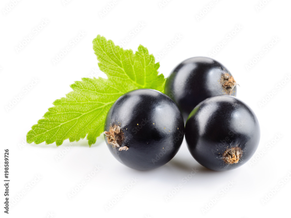 Black currant isolated. Currant with leaf on white background. Black currant isolated. Currant with leaf on white background.