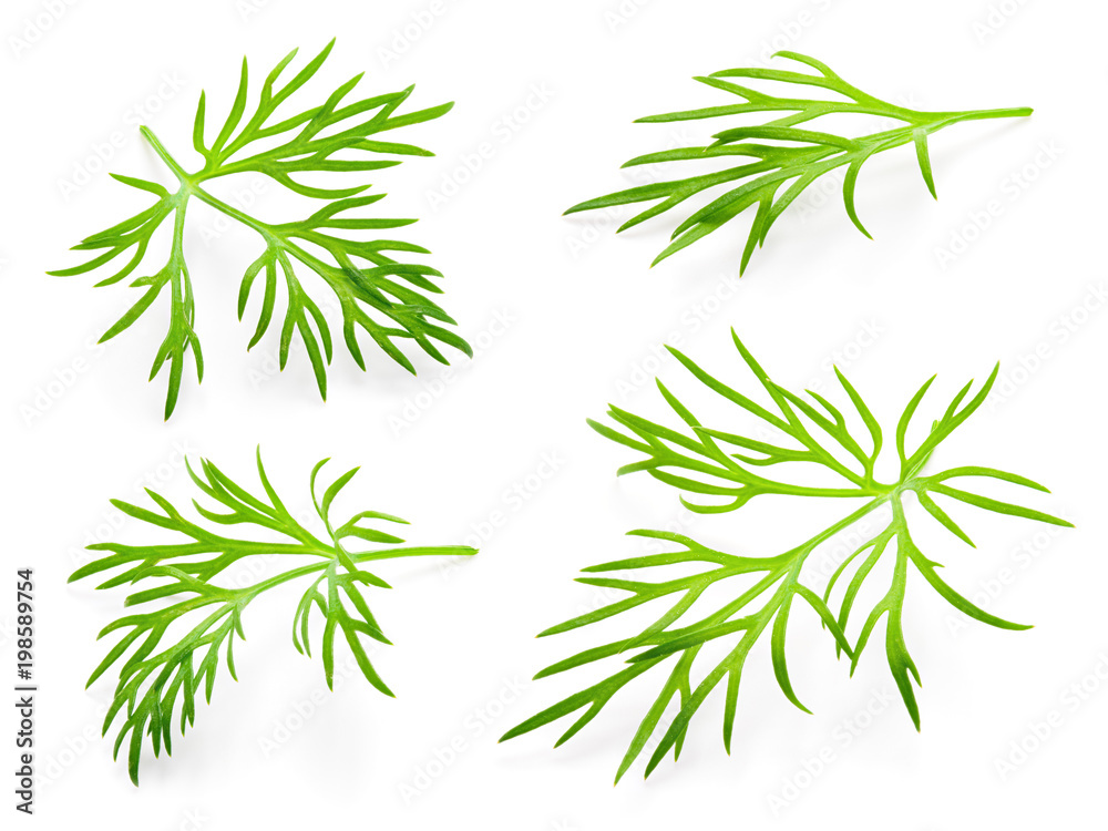 Fototapeta premium Dill. Fresh dill on white. Dill isolated.