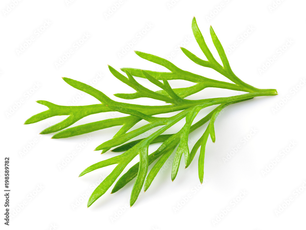 Dill. Fresh dill isolated. Dill. Fresh dill isolated.
