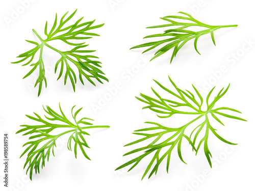 Dill. Fresh dill on white. Dill isolated.