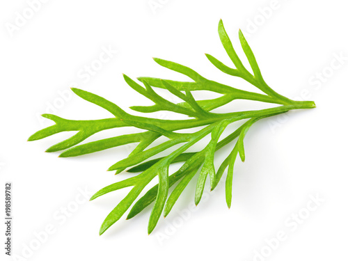 Dill. Fresh dill isolated.