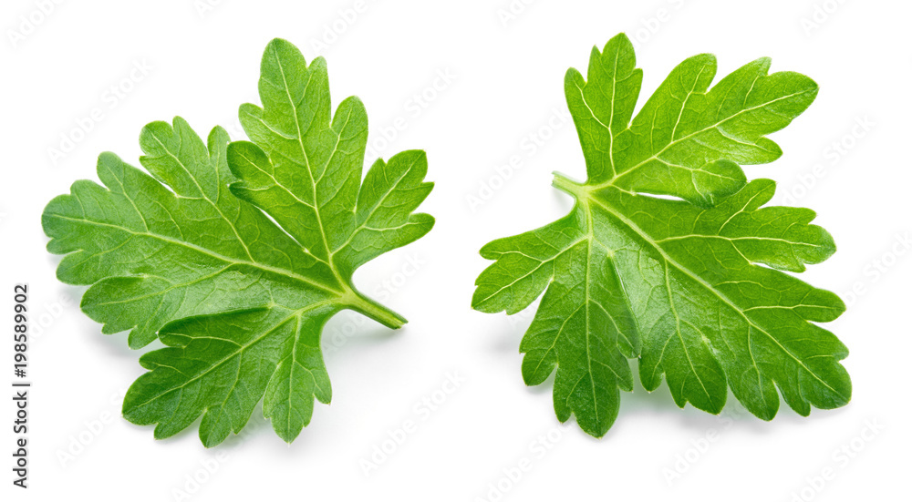 Parsley isolated. Parsley leaf on white. Parsley isolated. Parsley leaf on white.