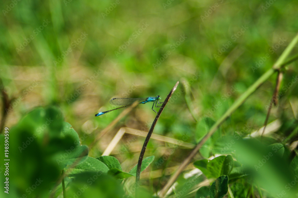 dragonfly dragonfly