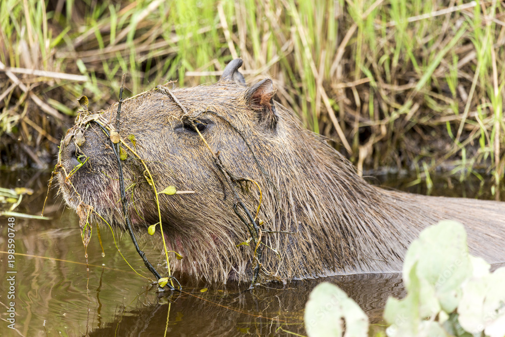 Capybara (Hydrochaeris hydrochaeris) Capybara (Hydrochaeris hydrochaeris)