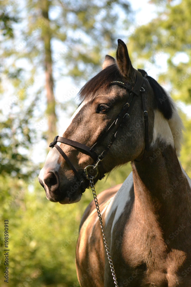Obraz premium Horses