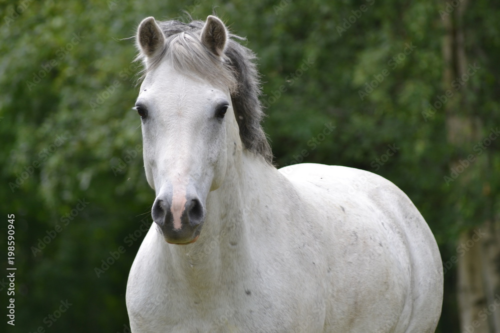 Obraz premium Horses