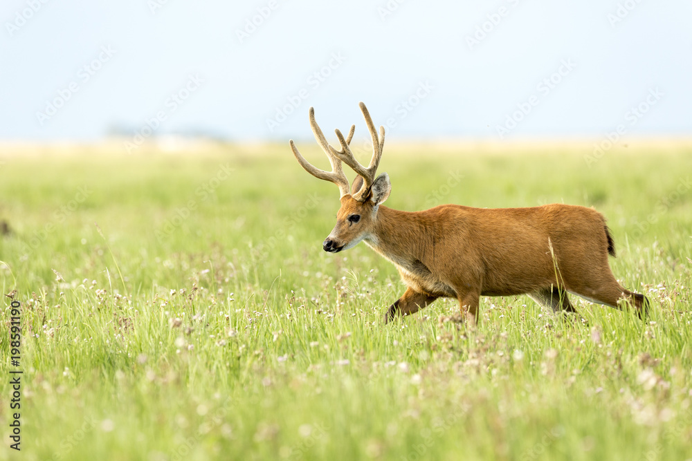 Male Marsh Deer (Blastocerus dichotomus) Male Marsh Deer (Blastocerus dichotomus)