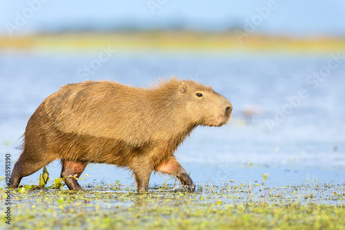 Capybara (Hydrochaeris hydrochaeris)