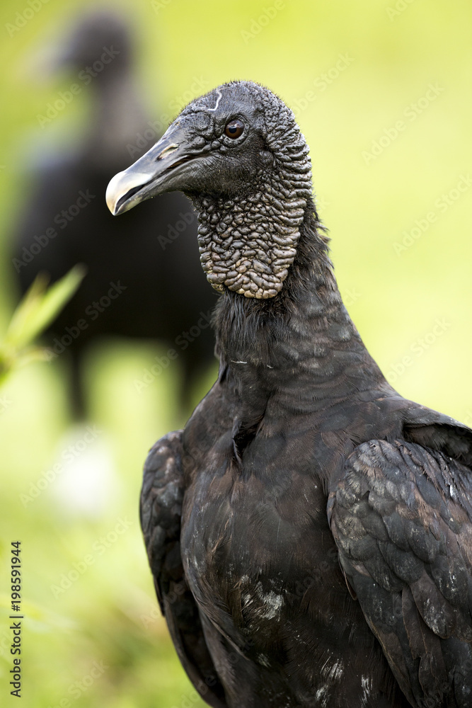 Naklejka premium Black Vulture (Coragyps atratus)