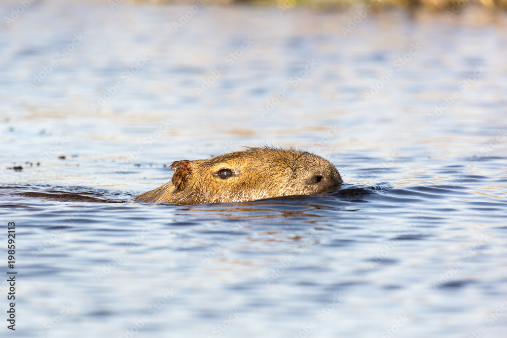 Capybara (Hydrochaeris hydrochaeris)