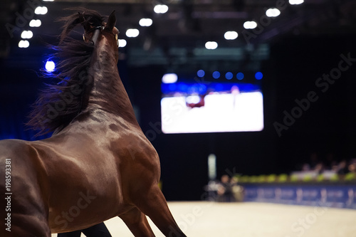 moveing Arabian horse . back view