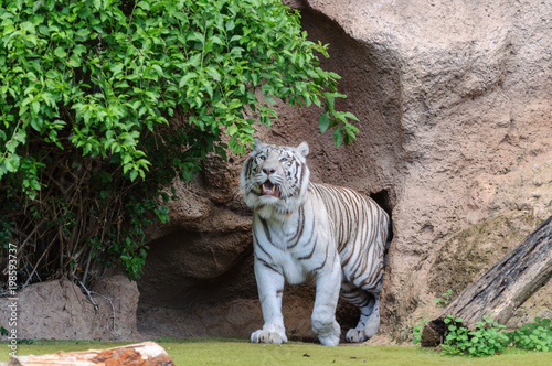 white tiger in the zoo close up