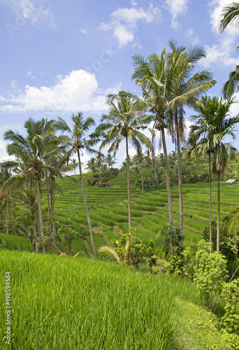 Wallpaper Mural Famous Jatiluwih rice fields in Bali, Indonesia Torontodigital.ca