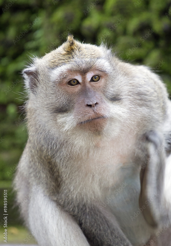 Macaque monkey taken on Bali island
