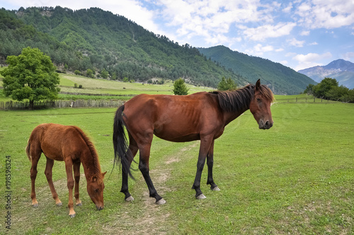 Horse with a foal on a pasture in a mountain Svaneti, Georgia