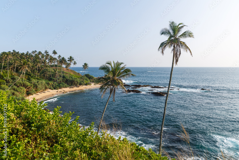 Beautiful scenic view of coastline with palm trees, sri lanka, mirissa