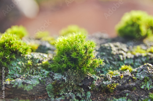 Beautiful green moss in the sunlight, closeup, macro. Moss grows on the tree. Place for text. Leaf on Moss. 