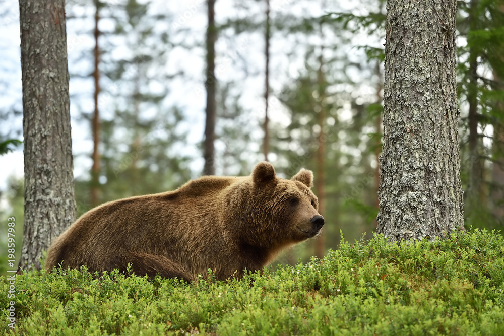Fototapeta premium brown bear in a forest landscape
