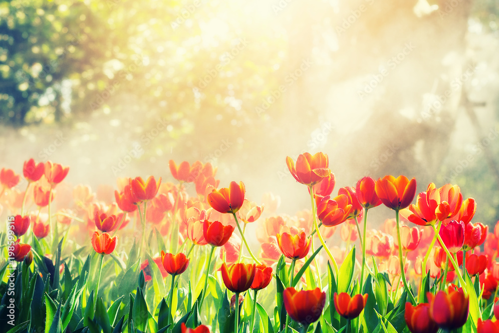 Beautiful tulips in the morning light.
Beautiful tulips in the morning light.