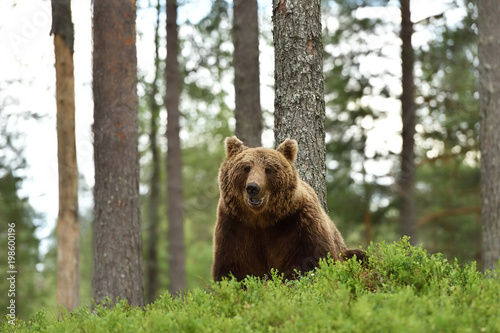 smiling bear in forest