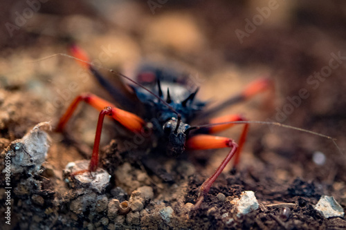 horrid king assassin bug psytalla horrida photo