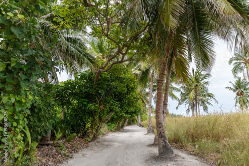 Scenic view of palm trees along empty path, Maldives, thoddoo